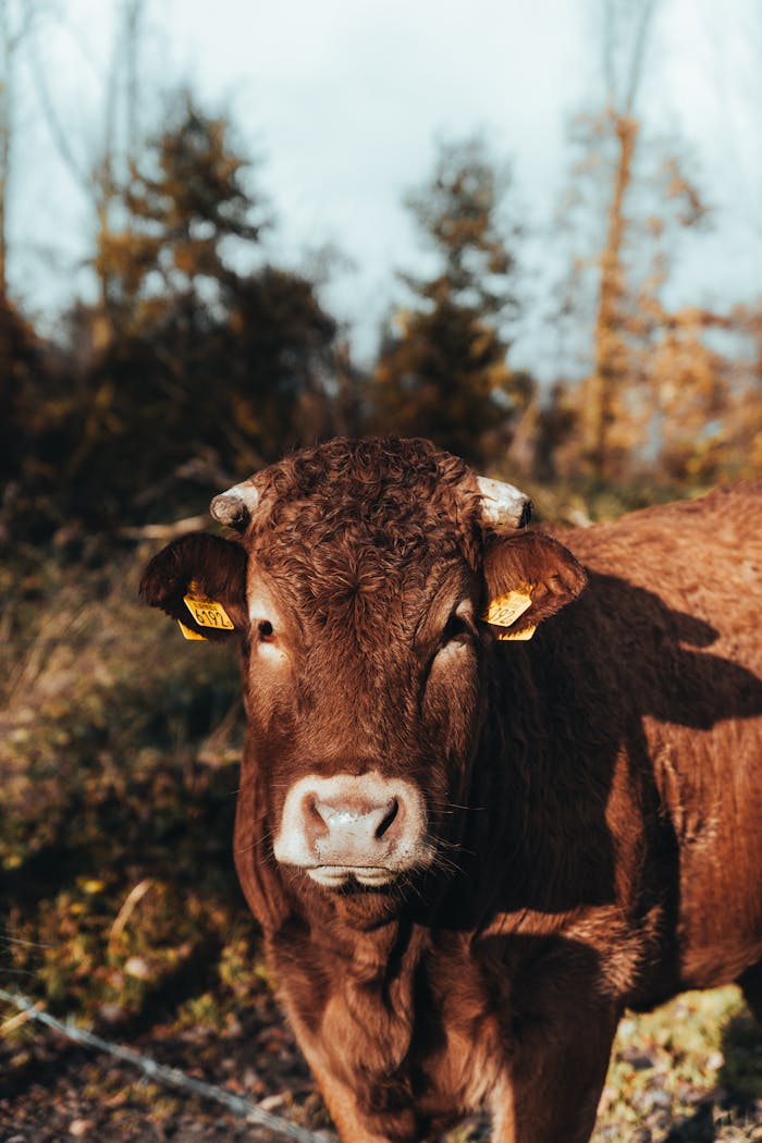 A close-up image of a brown cow with tags, set in a rural outdoor field during autumn.
