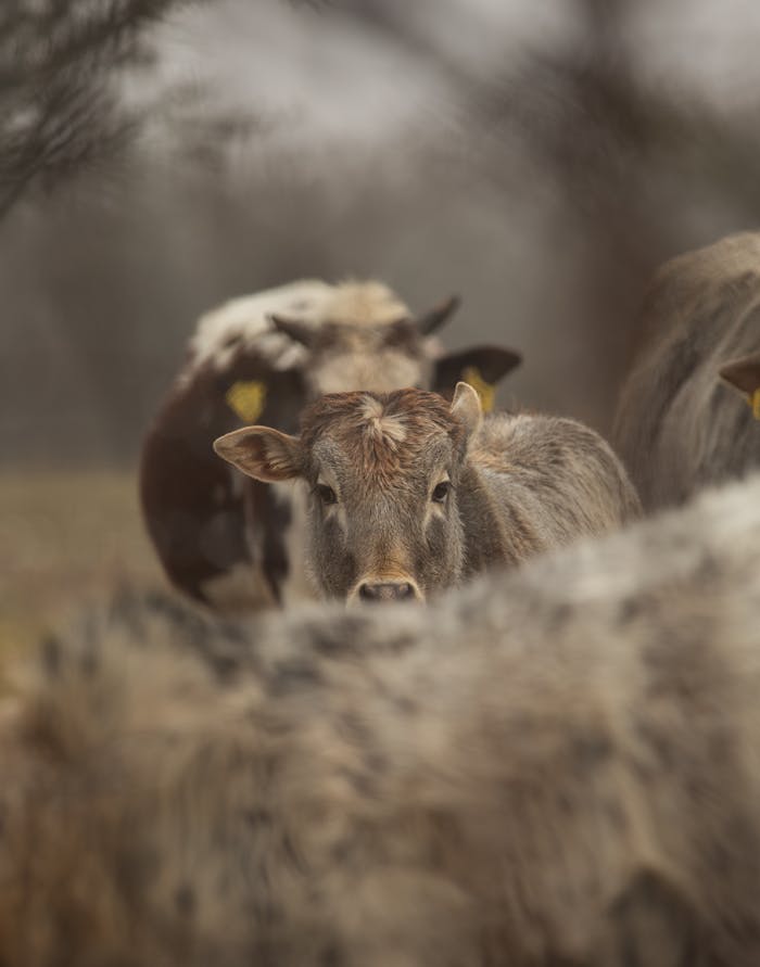 A group of curious cattle gazing attentively in a serene outdoor pasture.