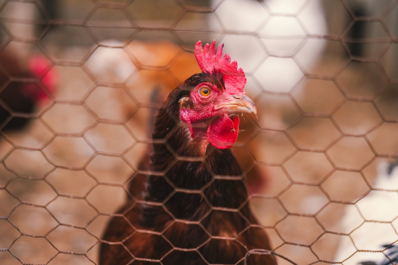 Close-up of a hens face through a wire fence in a farm setting, showing vibrant red comb and wattles.
