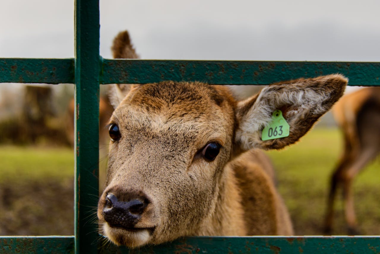 about-me A tagged fawn peering through a fence in rural Cupar, Scotland.