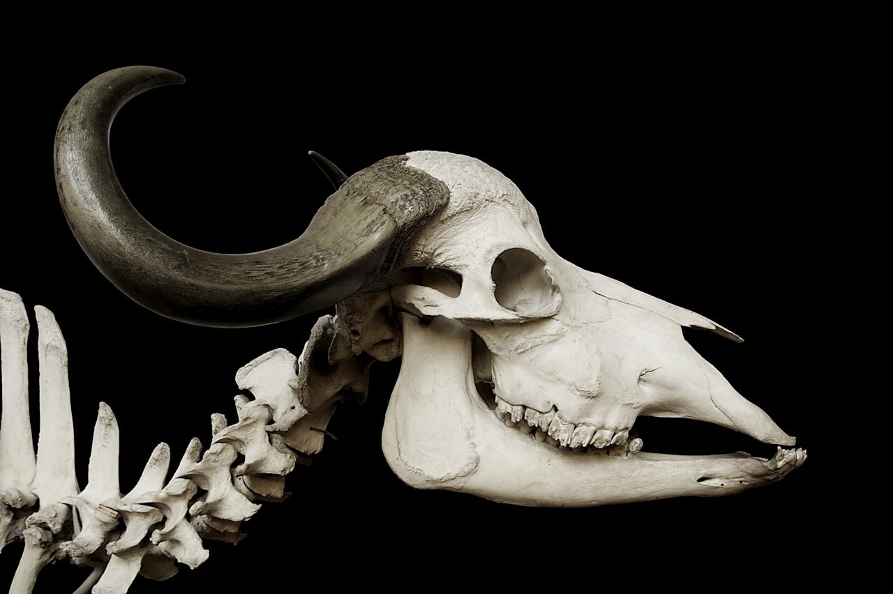 the-story Detailed view of a bull skull with horns on a dark background, showcasing natural texture.
